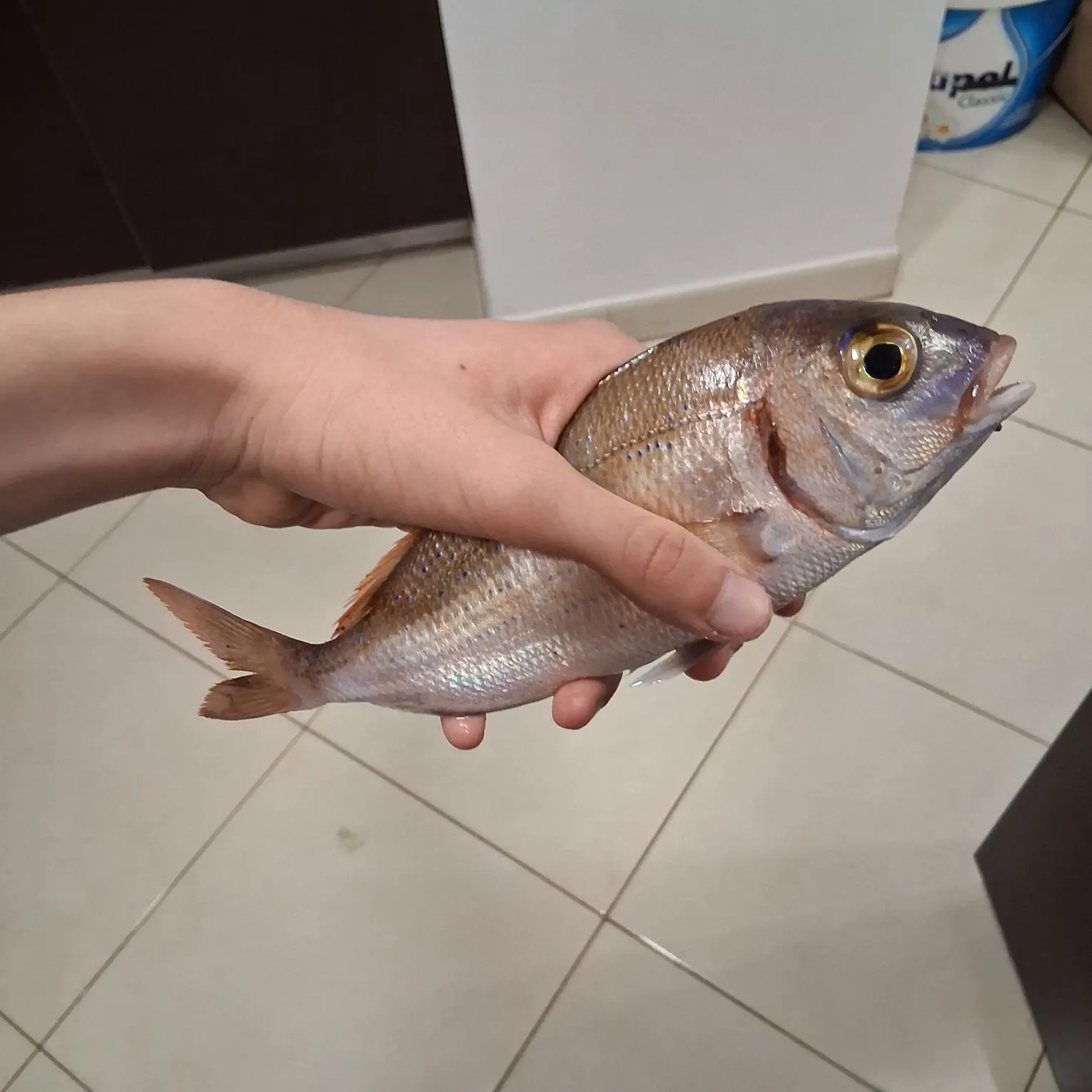 The most recent Common pandora catches on Fishbrain