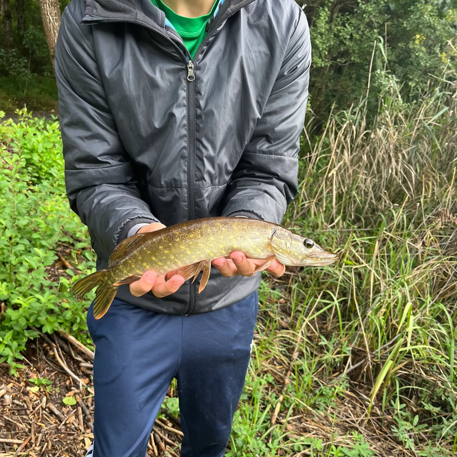 Northern pike caught on Fishbrain