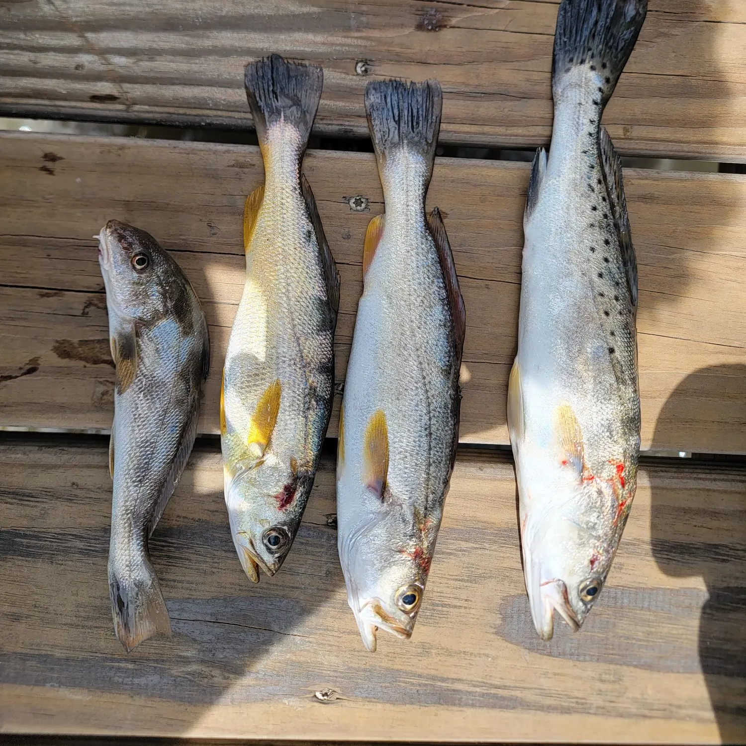 recently logged catches