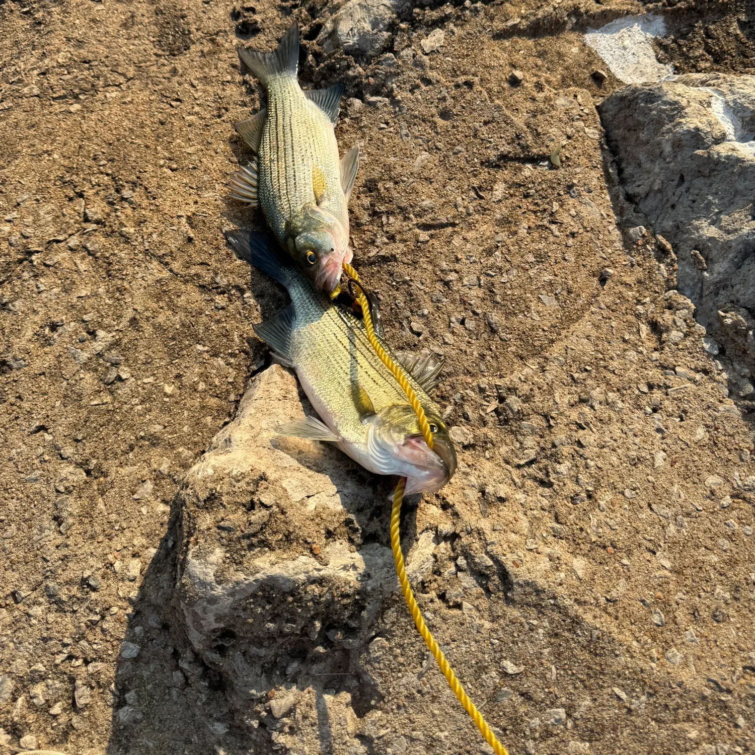 Wiper caught on Fishbrain