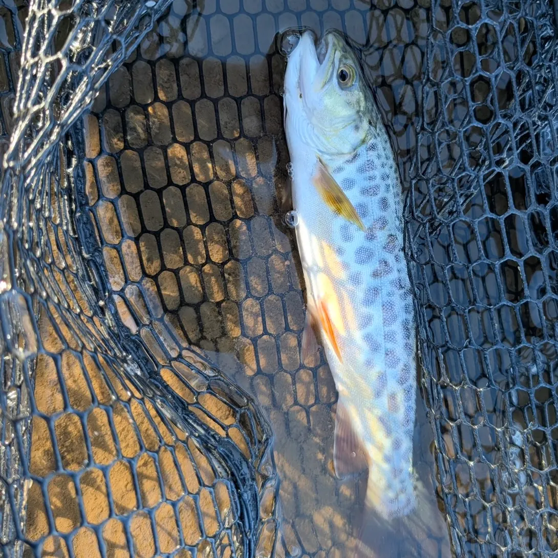 Tiger trout caught on Fishbrain
