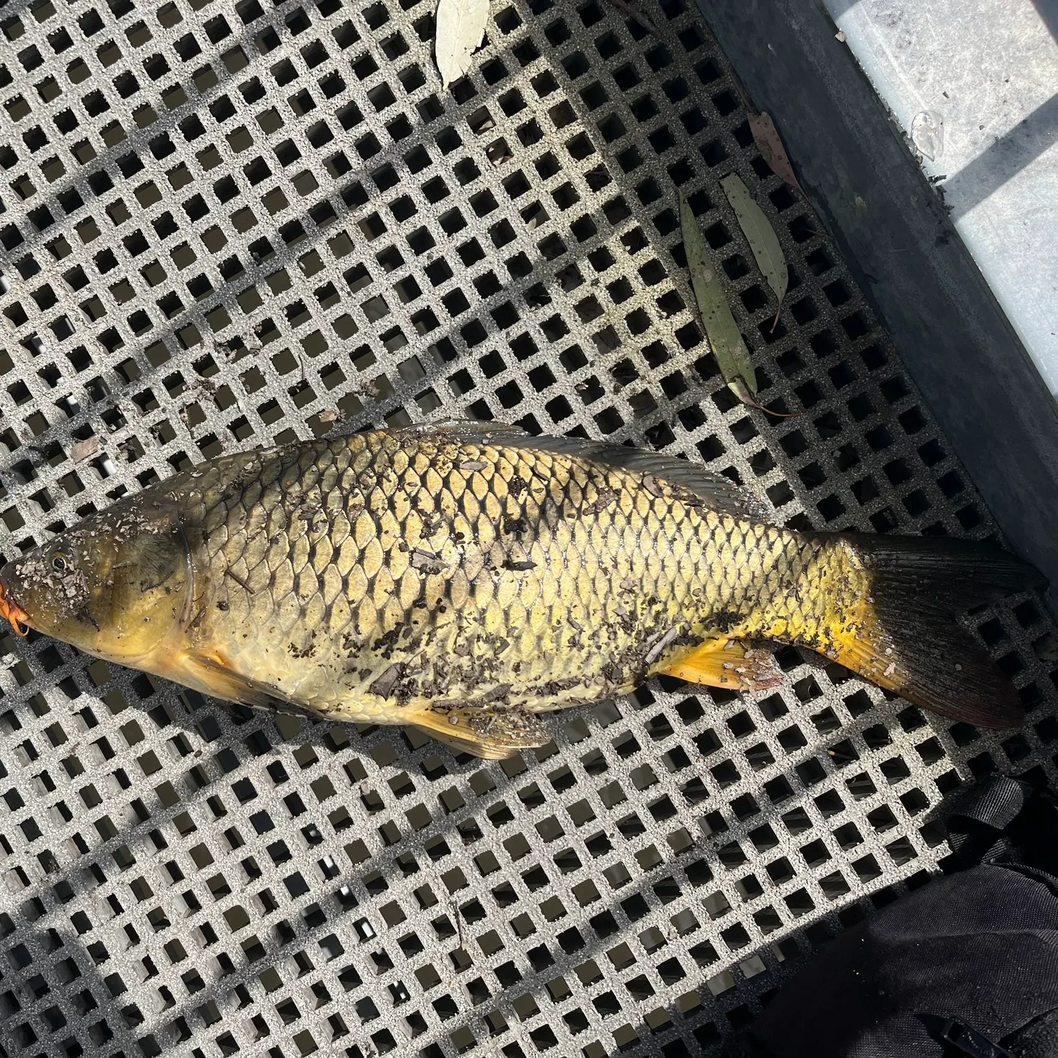 Common carp caught on Fishbrain