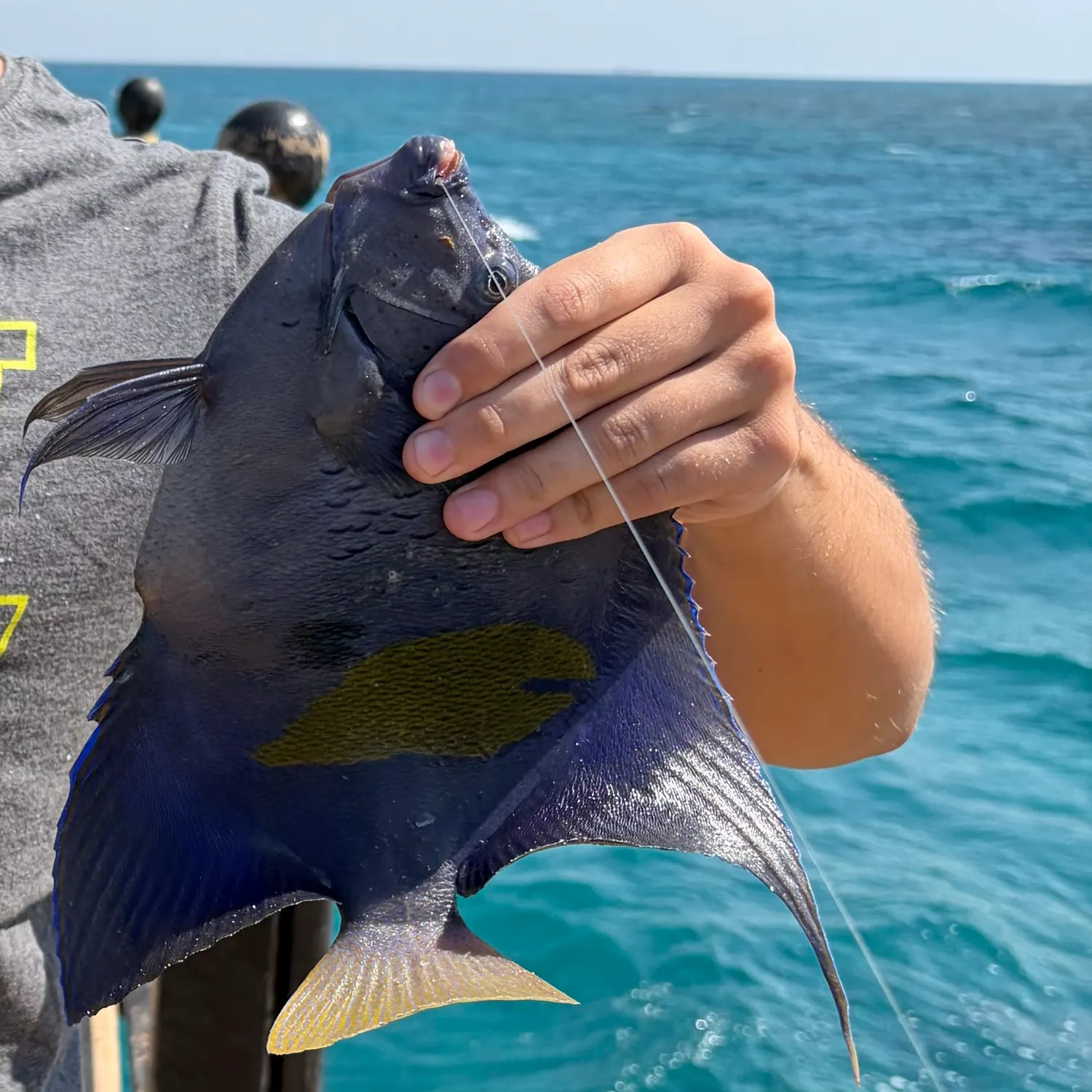 The most recent Yellowbar angelfish catches on Fishbrain