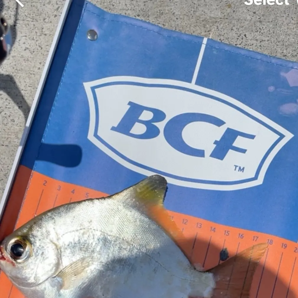 The most recent Silver moony catches on Fishbrain