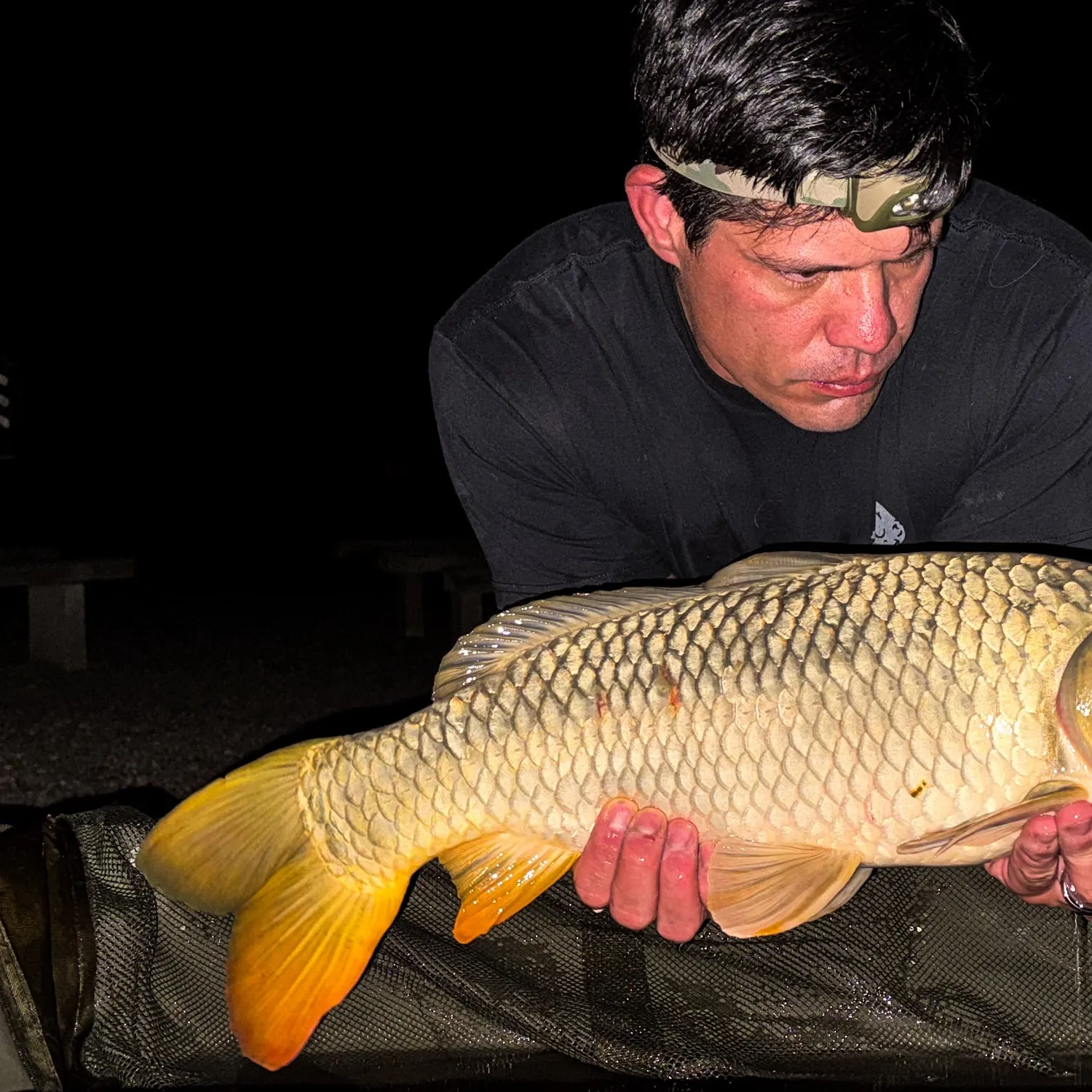 The most recent Ghost carp catches on Fishbrain
