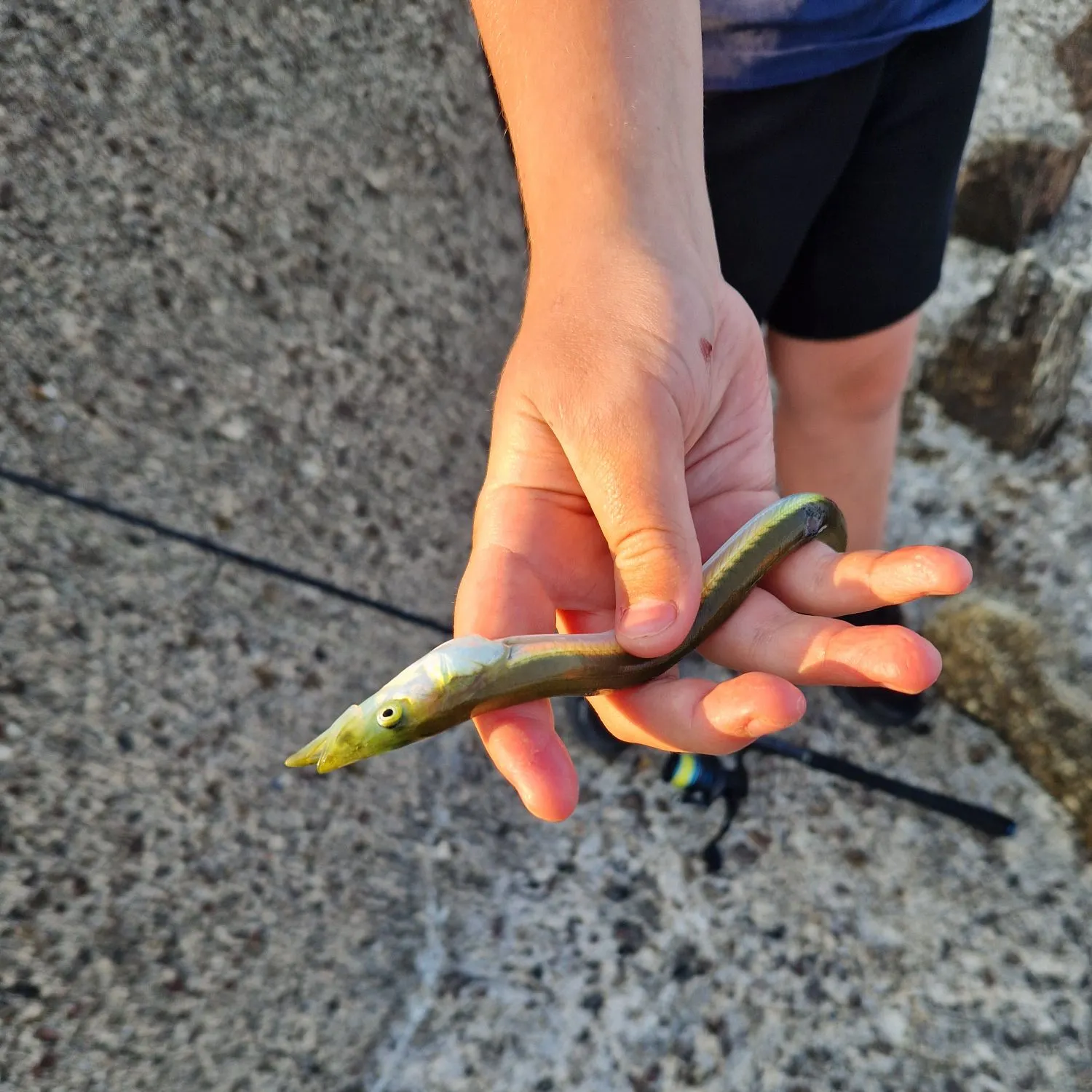 The most recent Great sandeel catches on Fishbrain