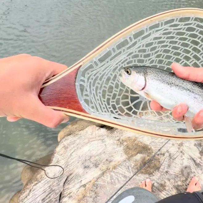 Rainbow trout caught on Fishbrain