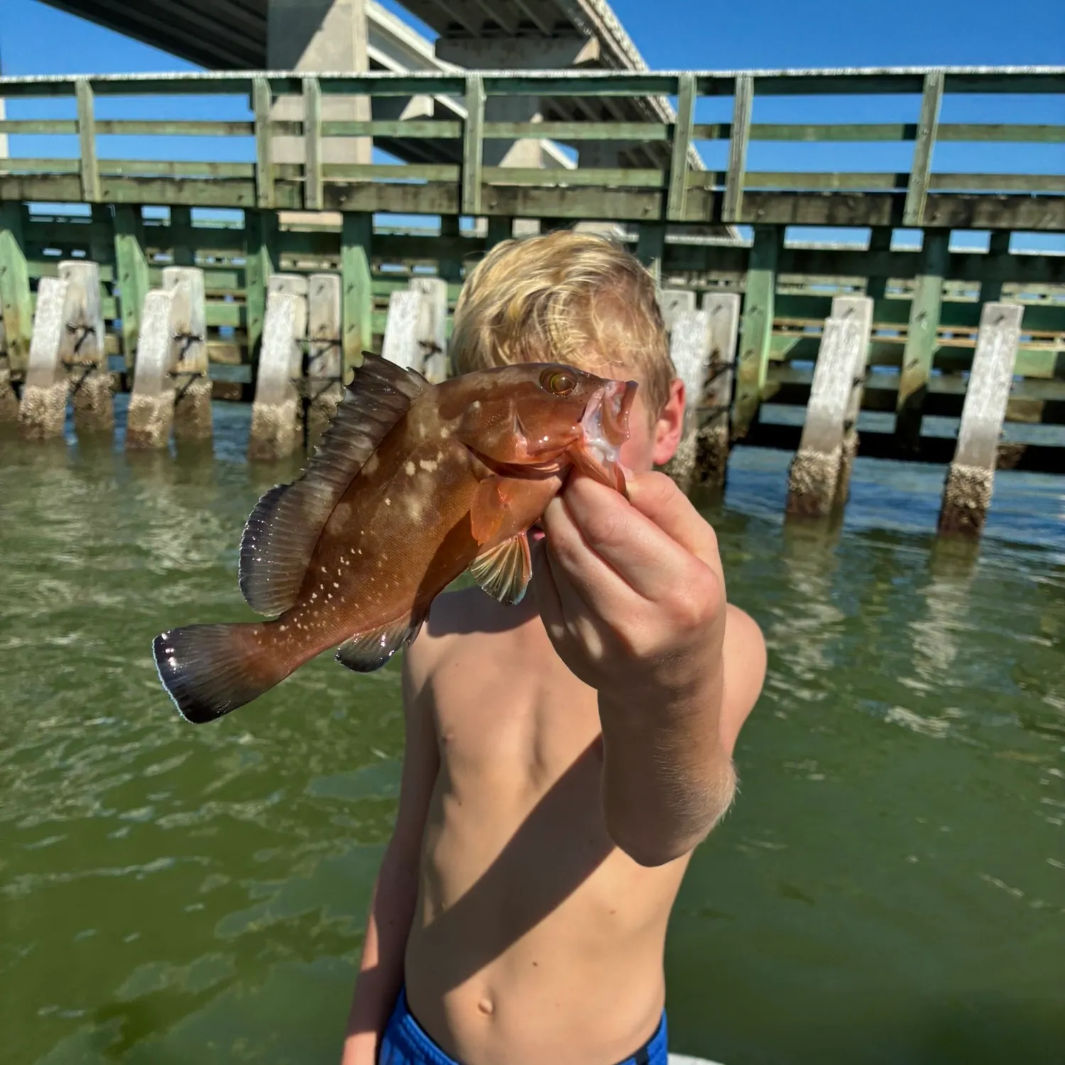 The most recent Red grouper catches on Fishbrain