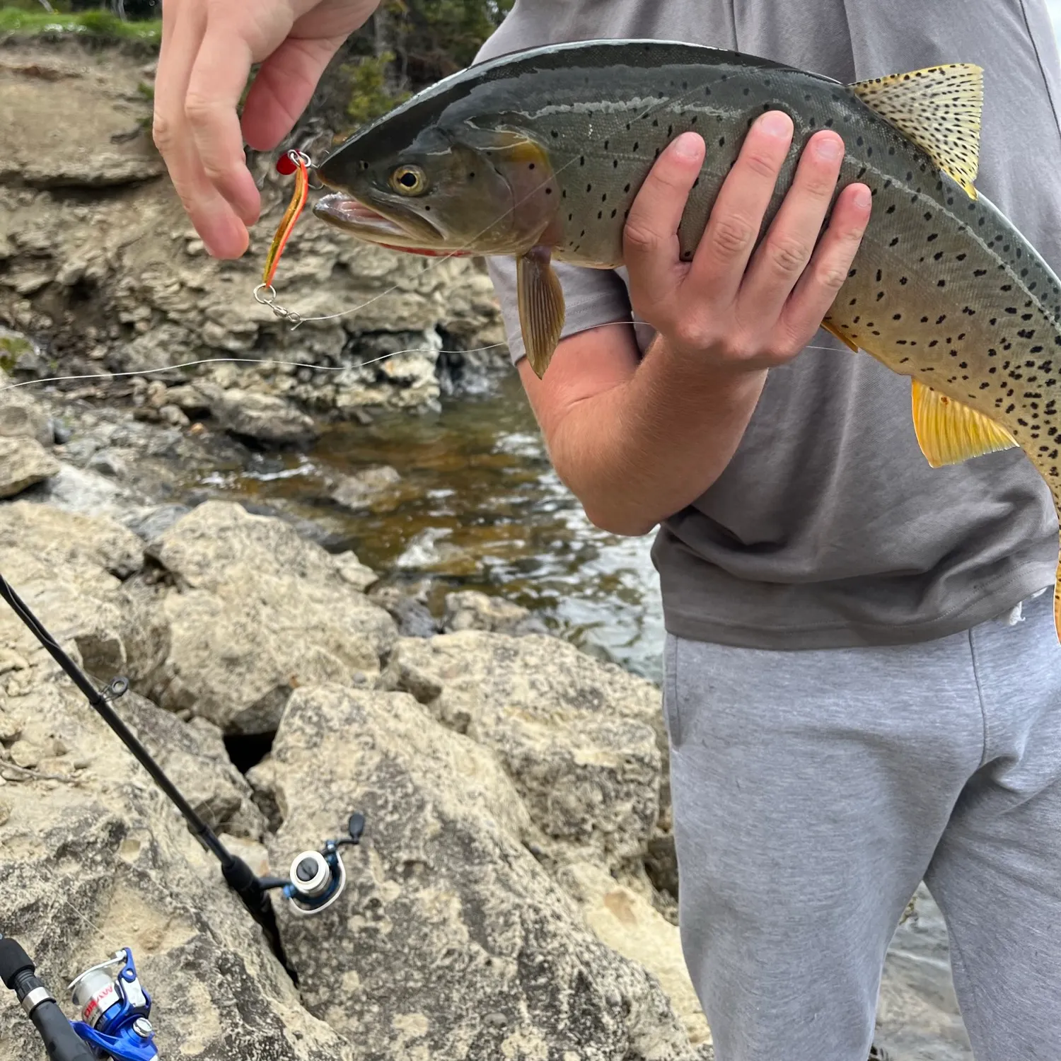 most liked catch image