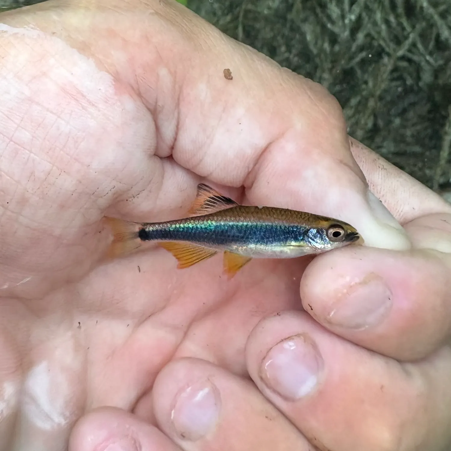 The most recent Metallic shiner catches on Fishbrain