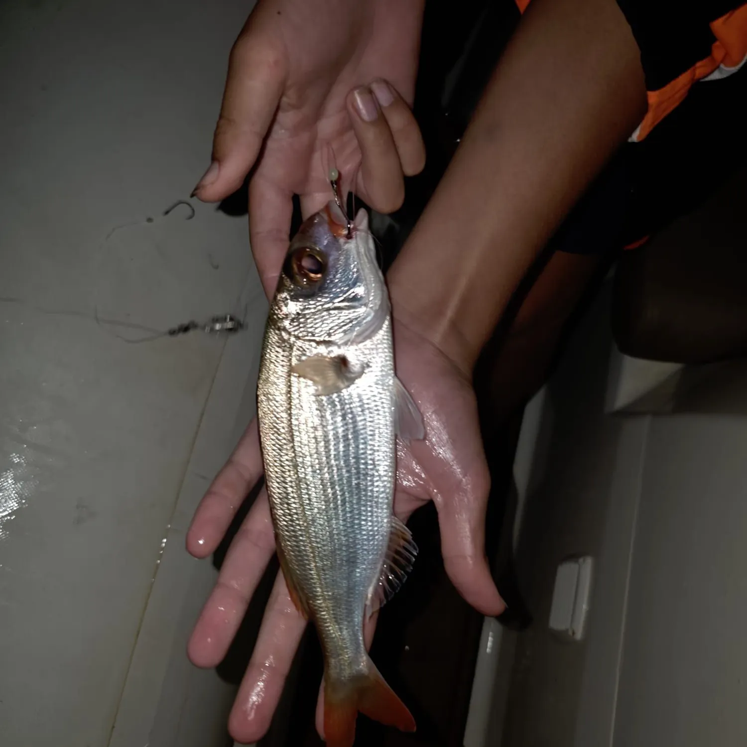 The most recent Blackspot seabream catches on Fishbrain