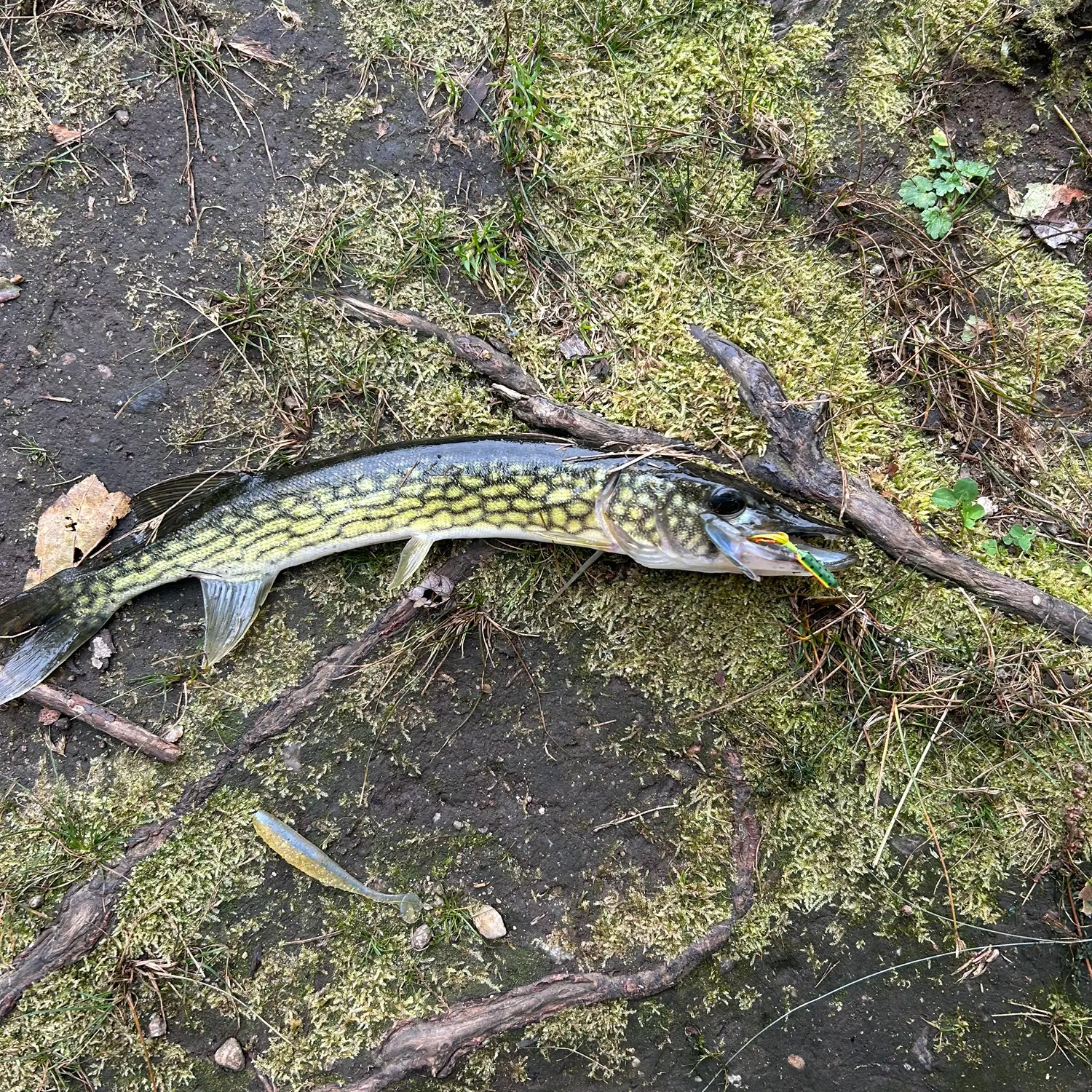 Chain pickerel caught on Fishbrain
