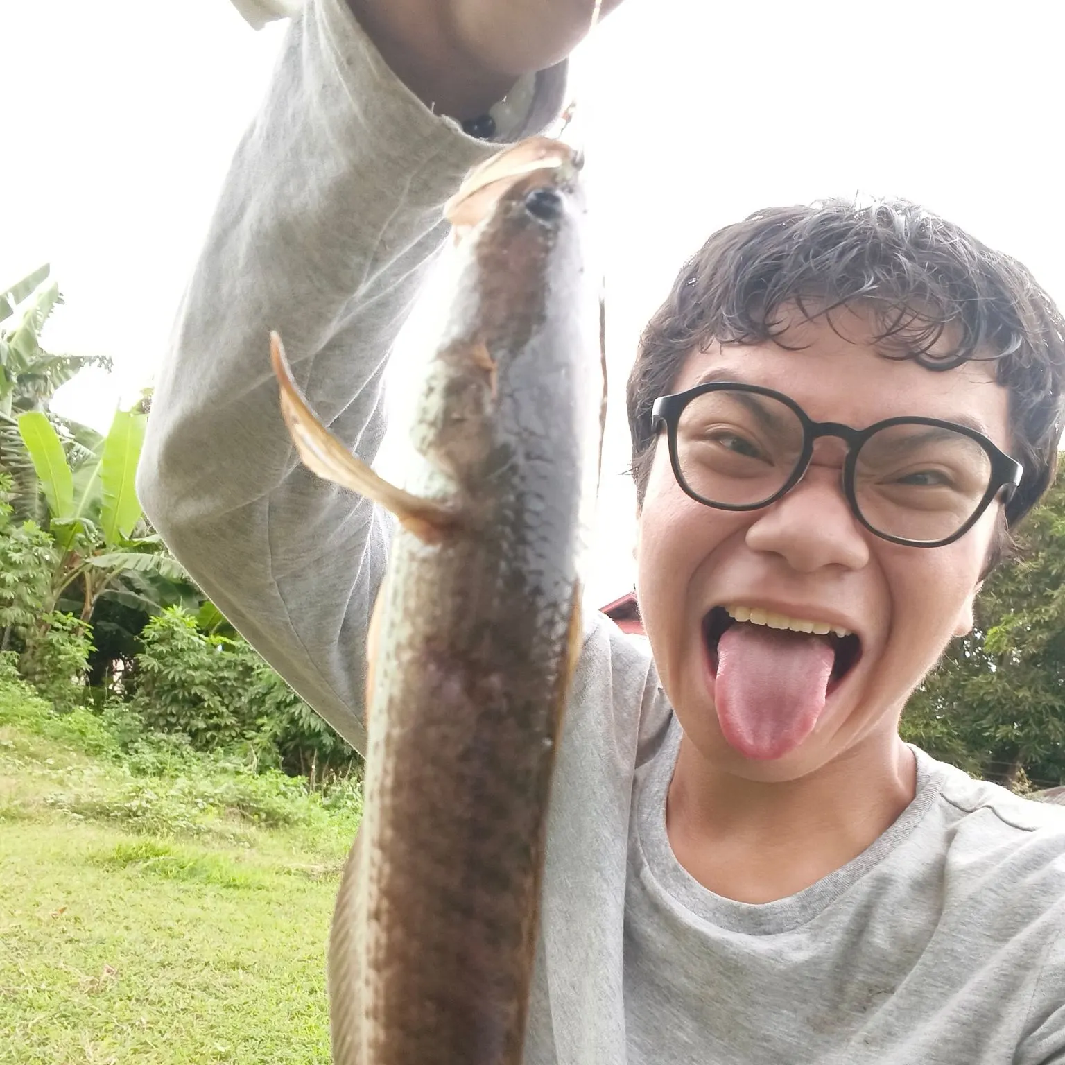 The most recent Striped snakehead catches on Fishbrain