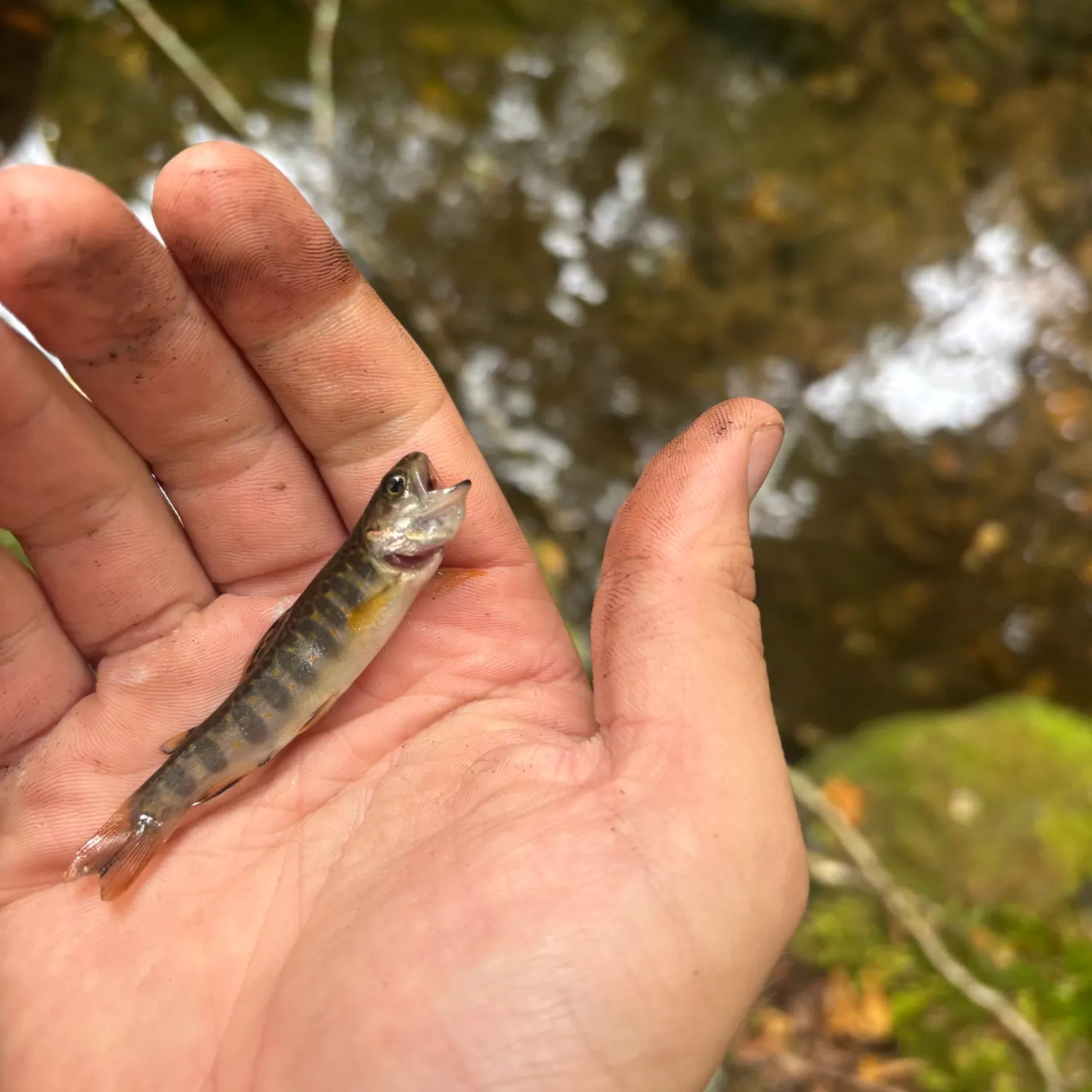 Brook trout caught on Fishbrain
