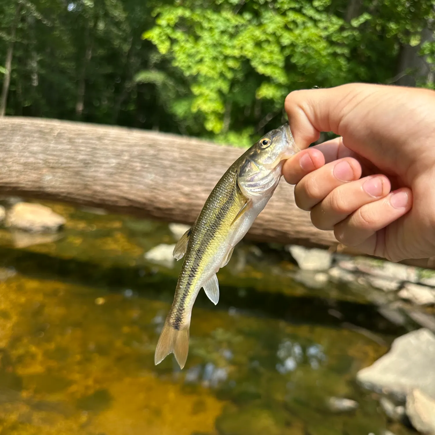 Creek chub caught on Fishbrain