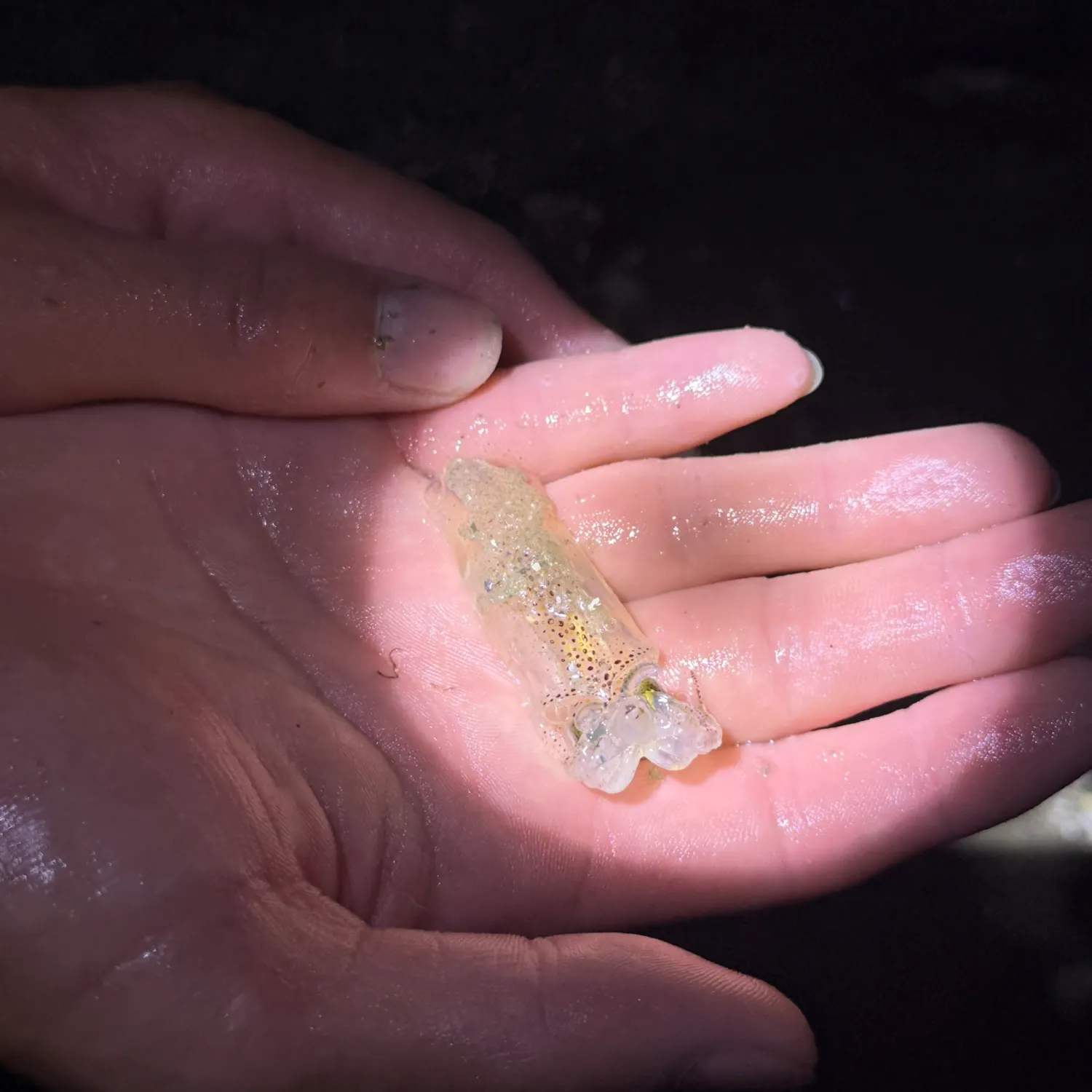 The most recent Longfin inshore squid catches on Fishbrain
