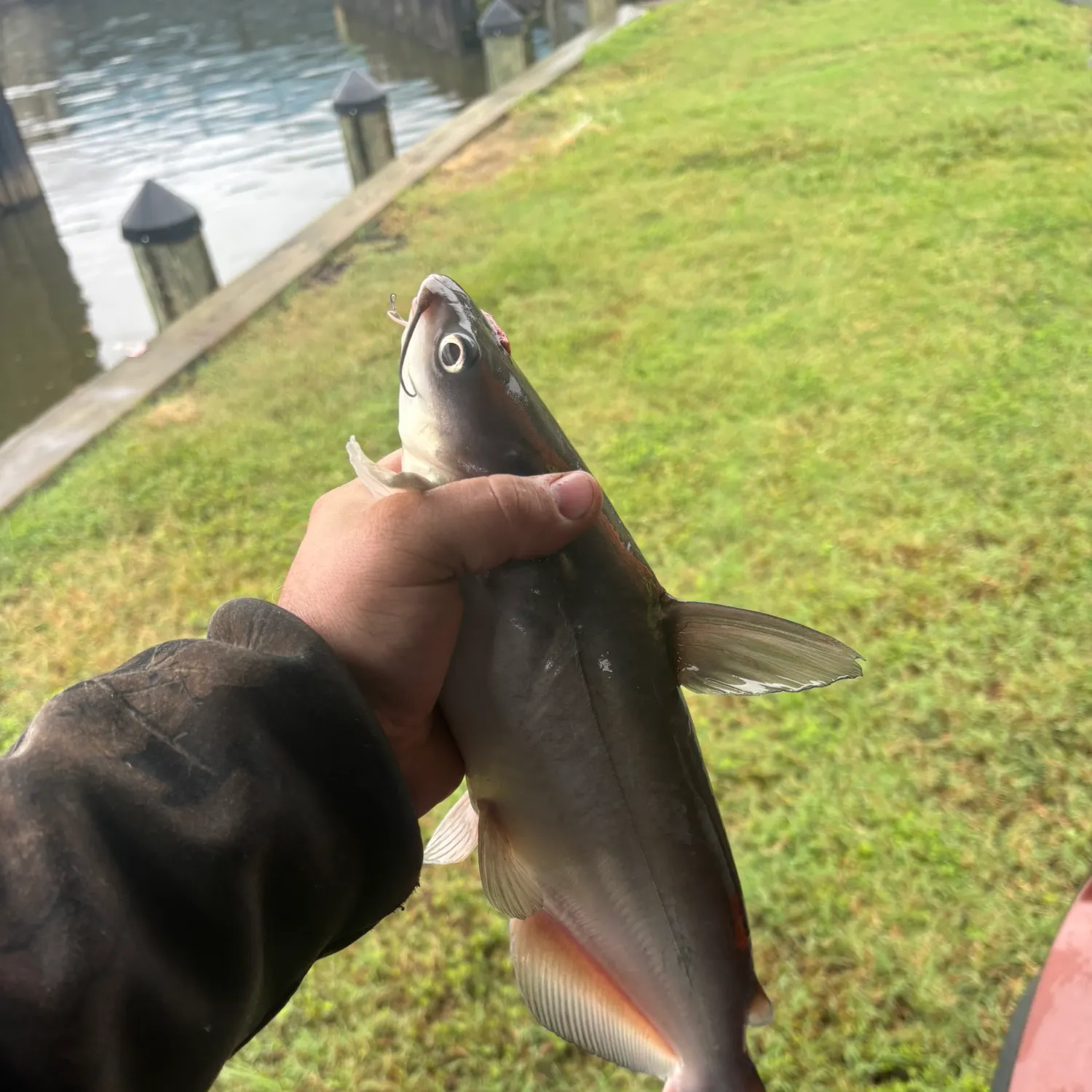 Channel catfish caught on Fishbrain
