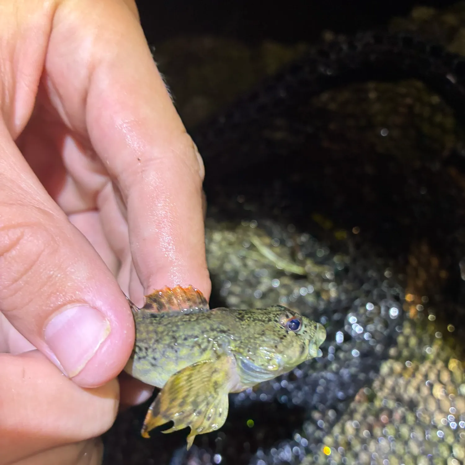 The most recent Ozark sculpin catches on Fishbrain