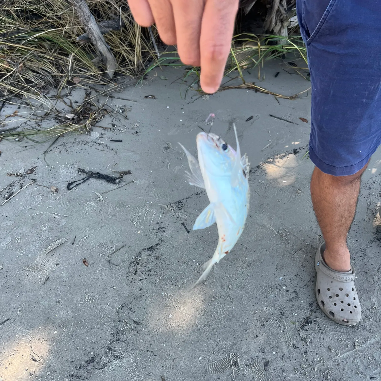 Spottail seabream caught on Fishbrain