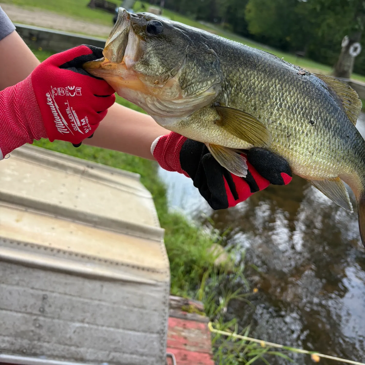 Largemouth bass caught on Fishbrain