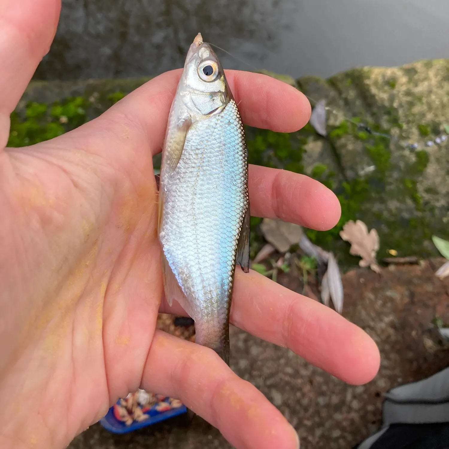 The most recent White bream catches on Fishbrain