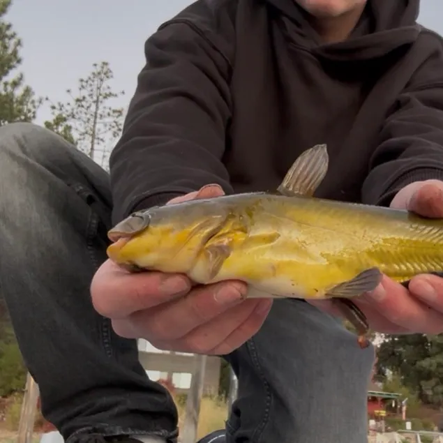 Yellow bullhead caught on Fishbrain
