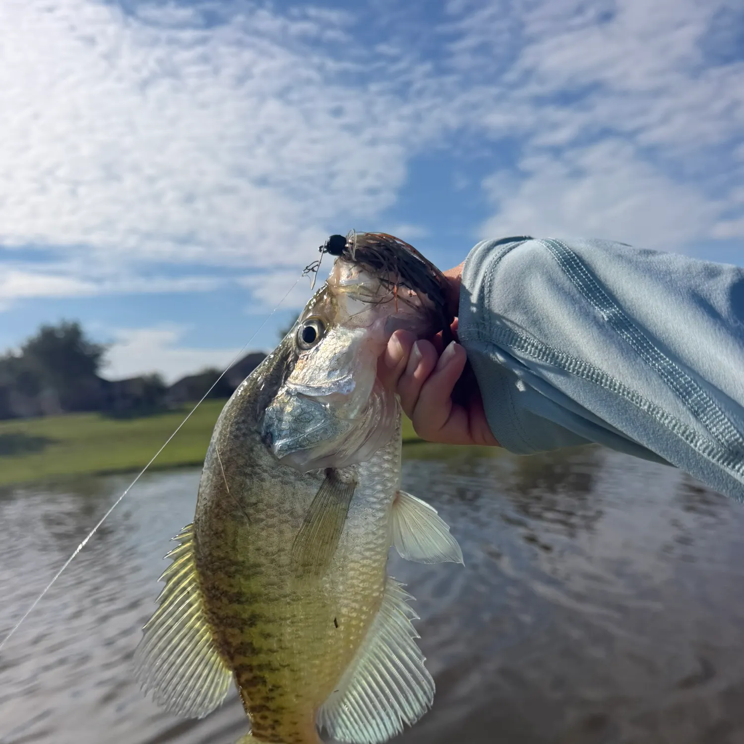 White crappie caught on Fishbrain