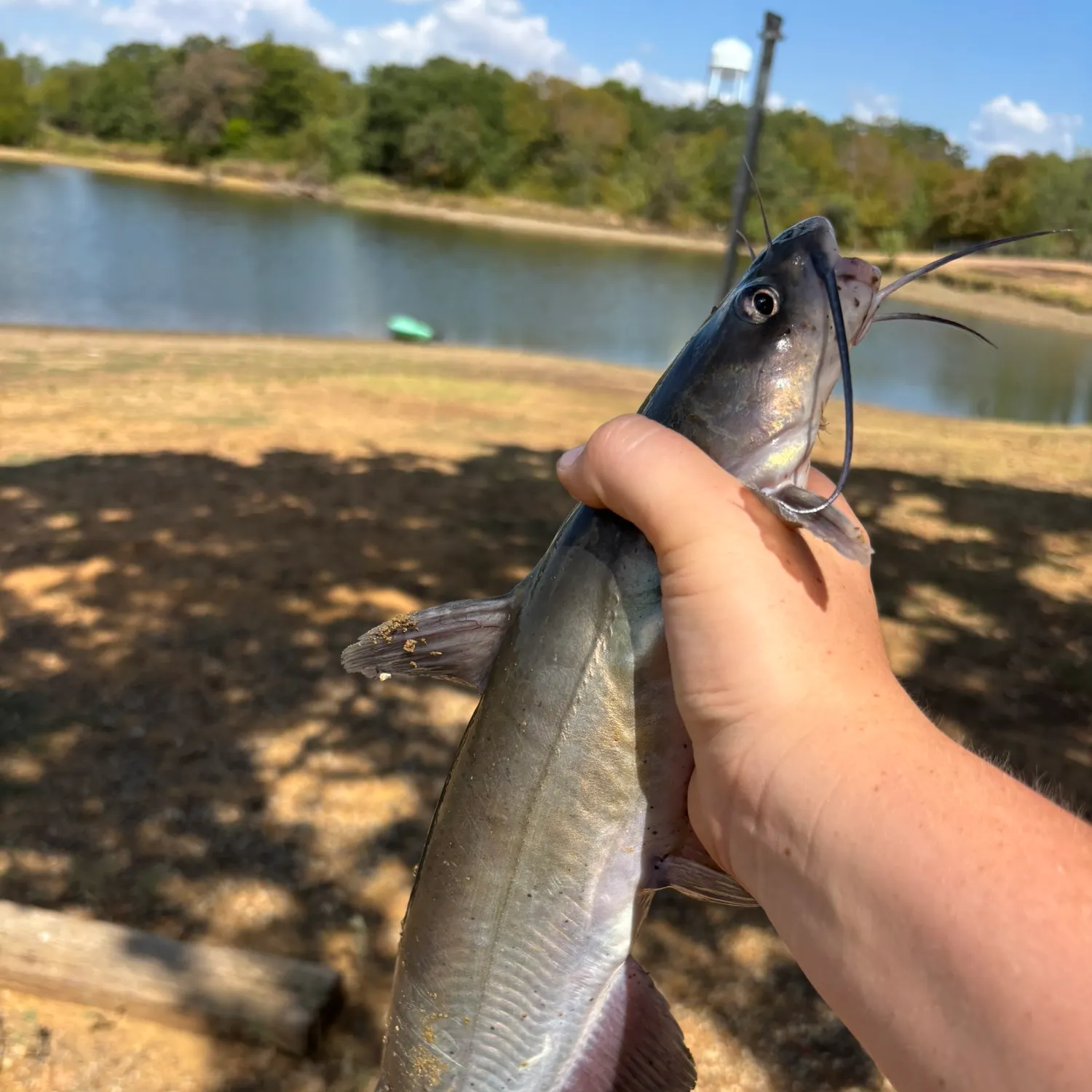 Channel catfish caught on Fishbrain
