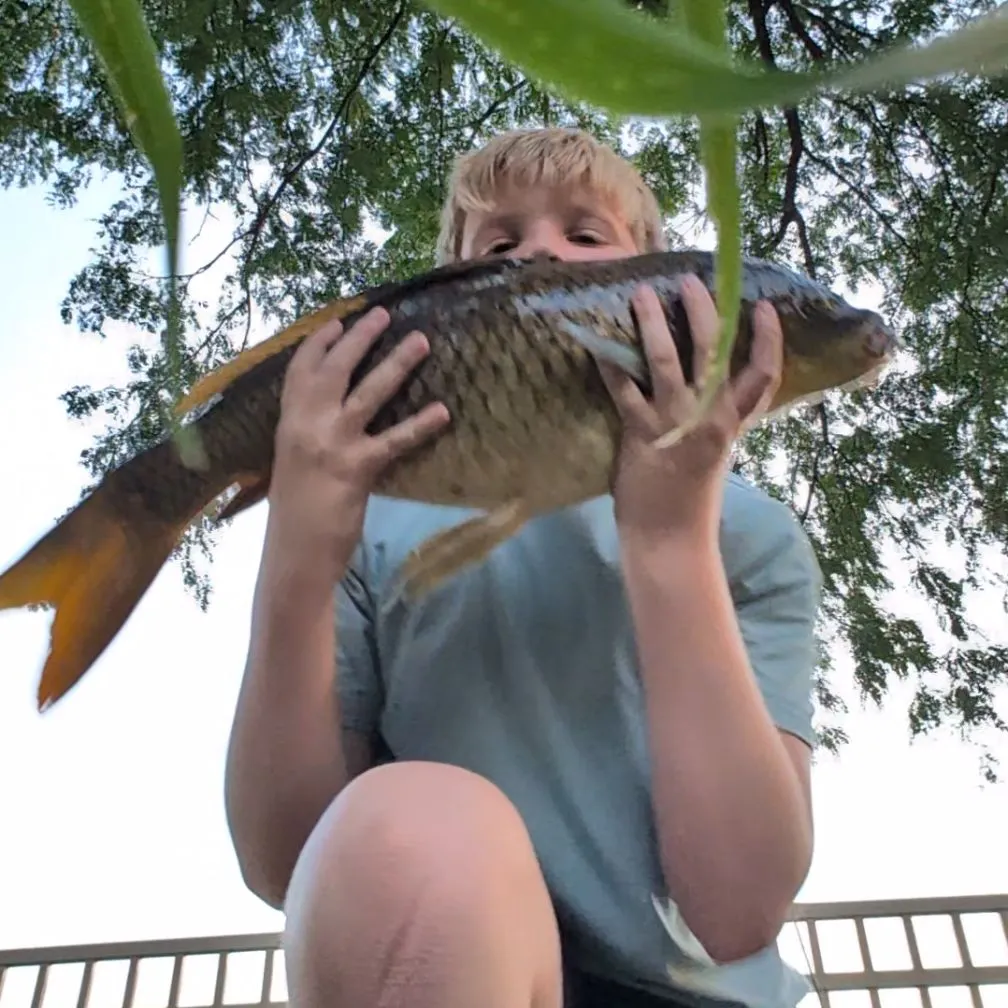 Common carp caught on Fishbrain