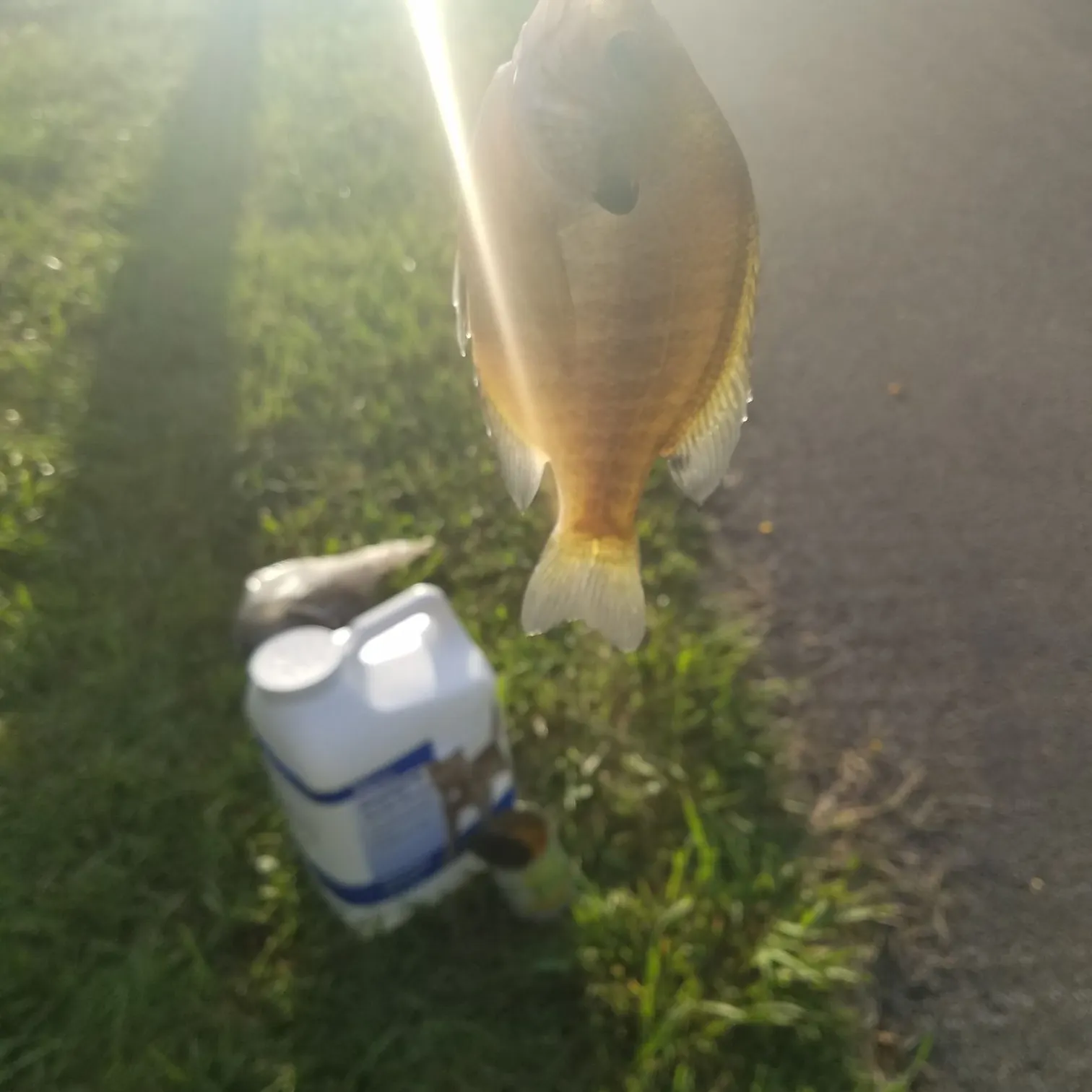 Bluegill caught on Fishbrain