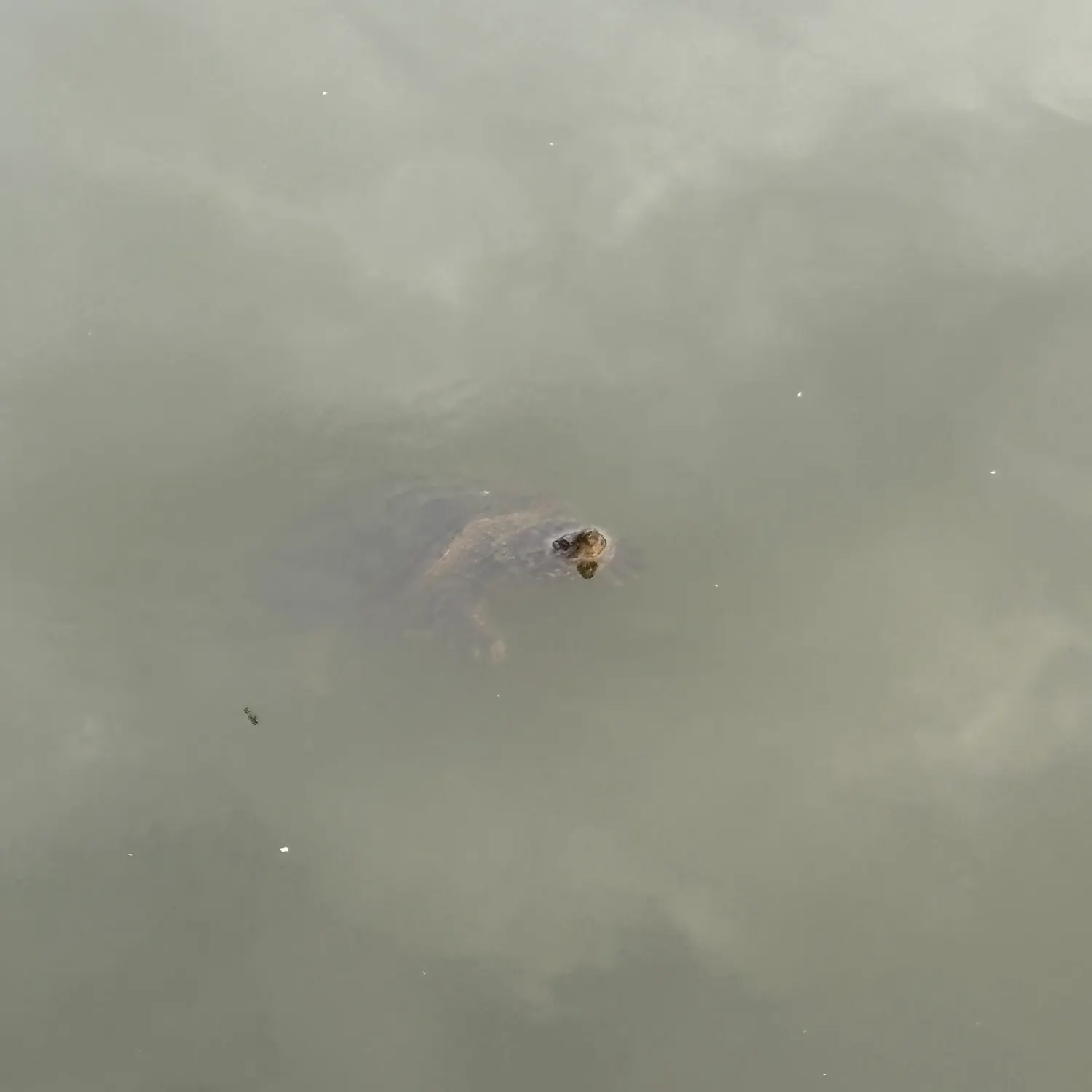 Common snapping turtle caught on Fishbrain