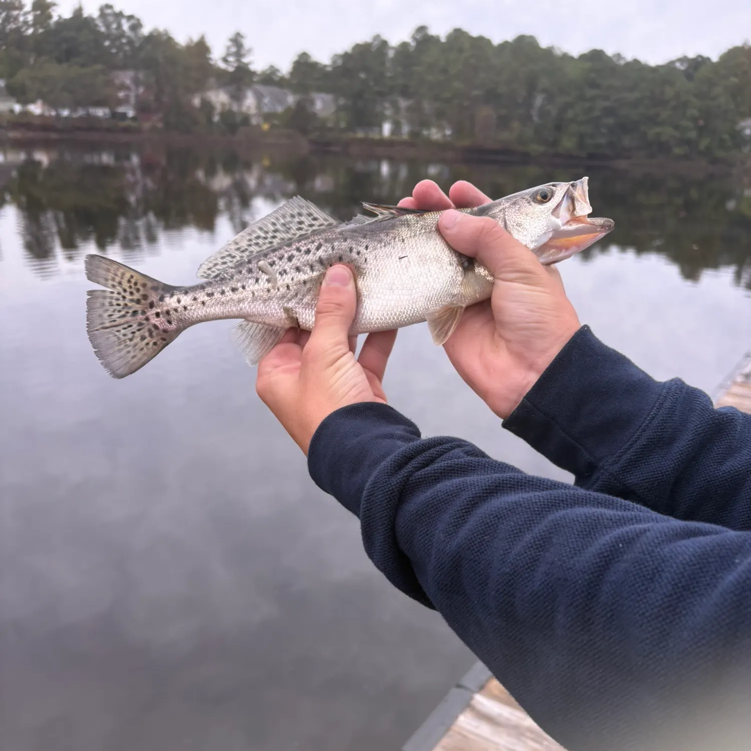 Spotted seatrout caught on Fishbrain