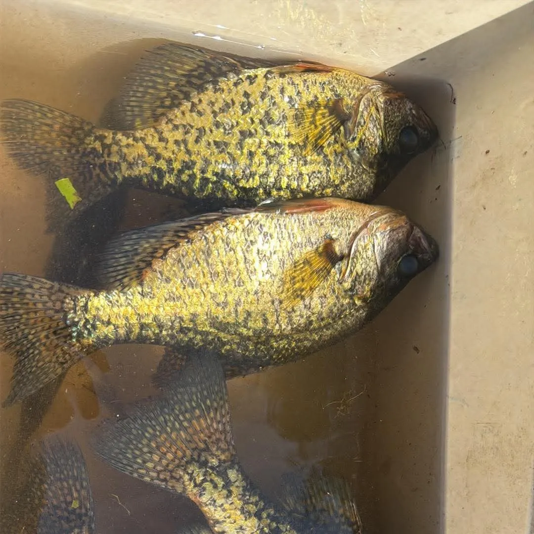 Black crappie caught on Fishbrain