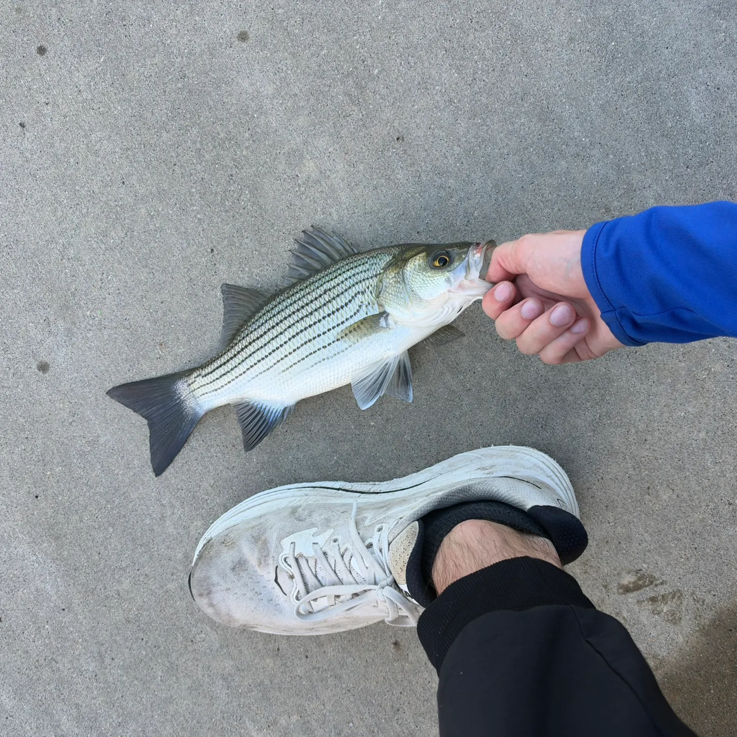 Wiper caught on Fishbrain