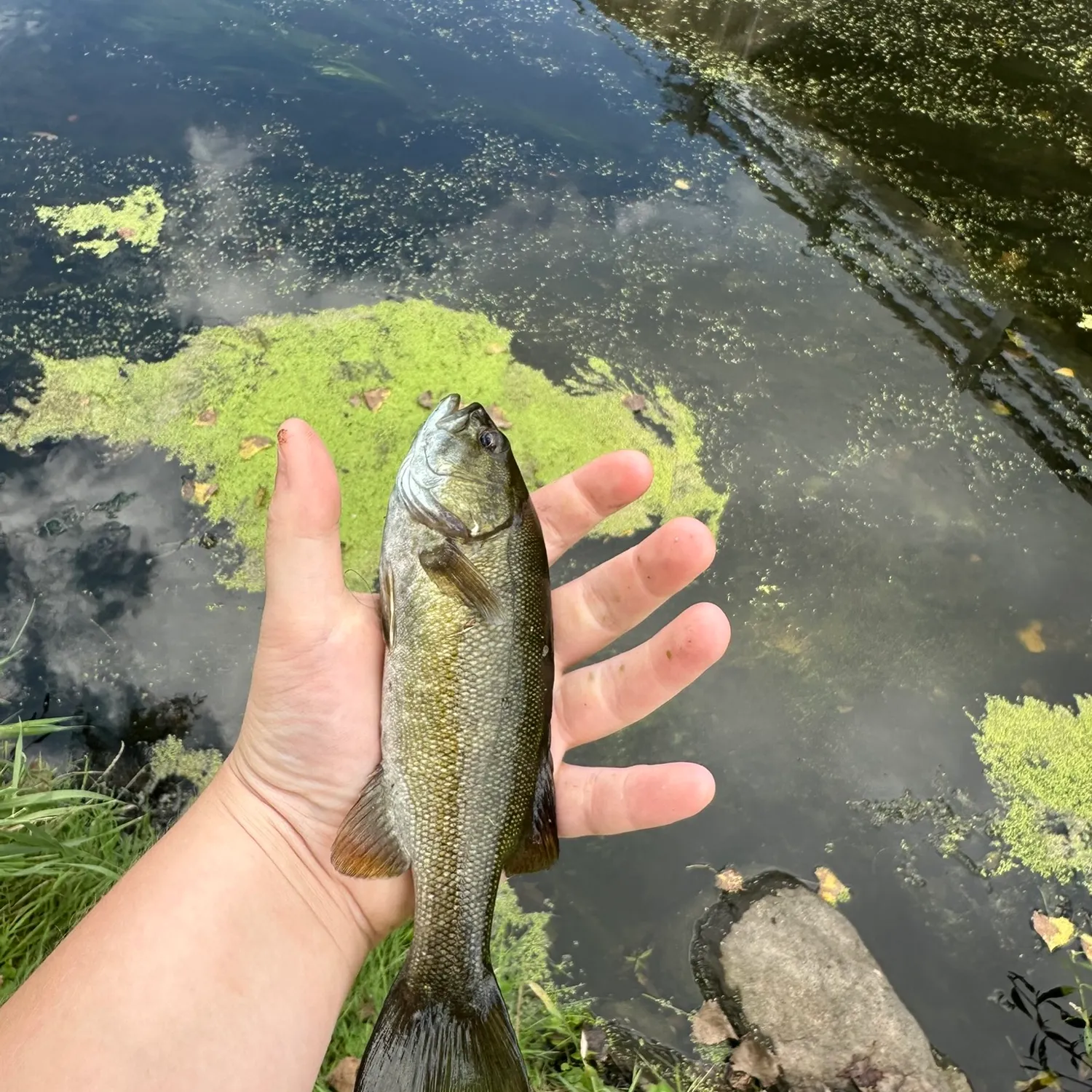 Smallmouth bass caught on Fishbrain