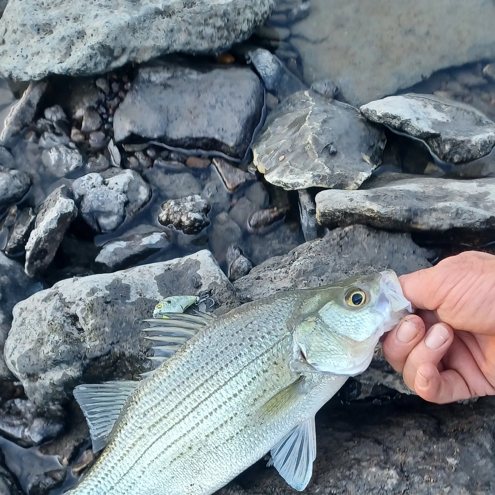 White bass caught on Fishbrain