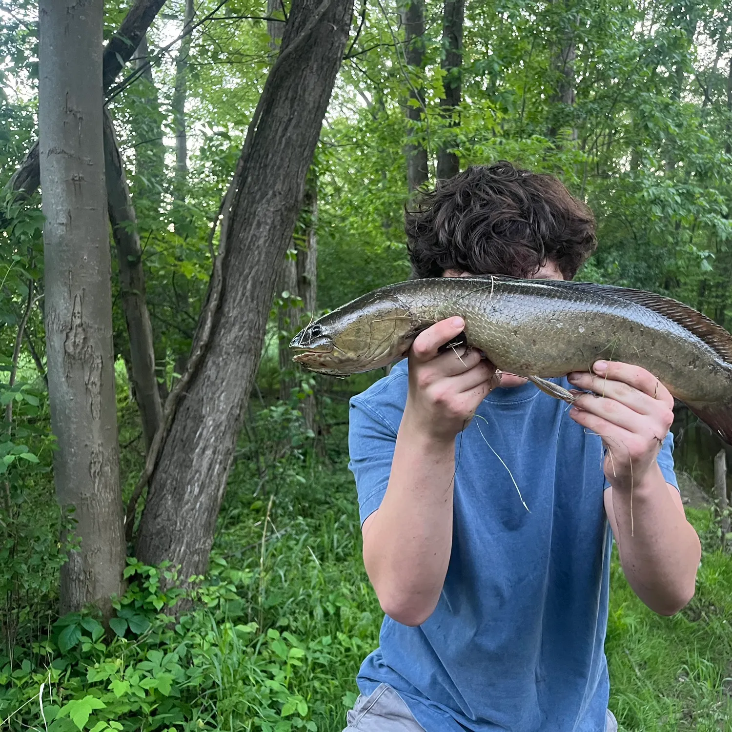 The most recent Eyetail bowfin catches on Fishbrain