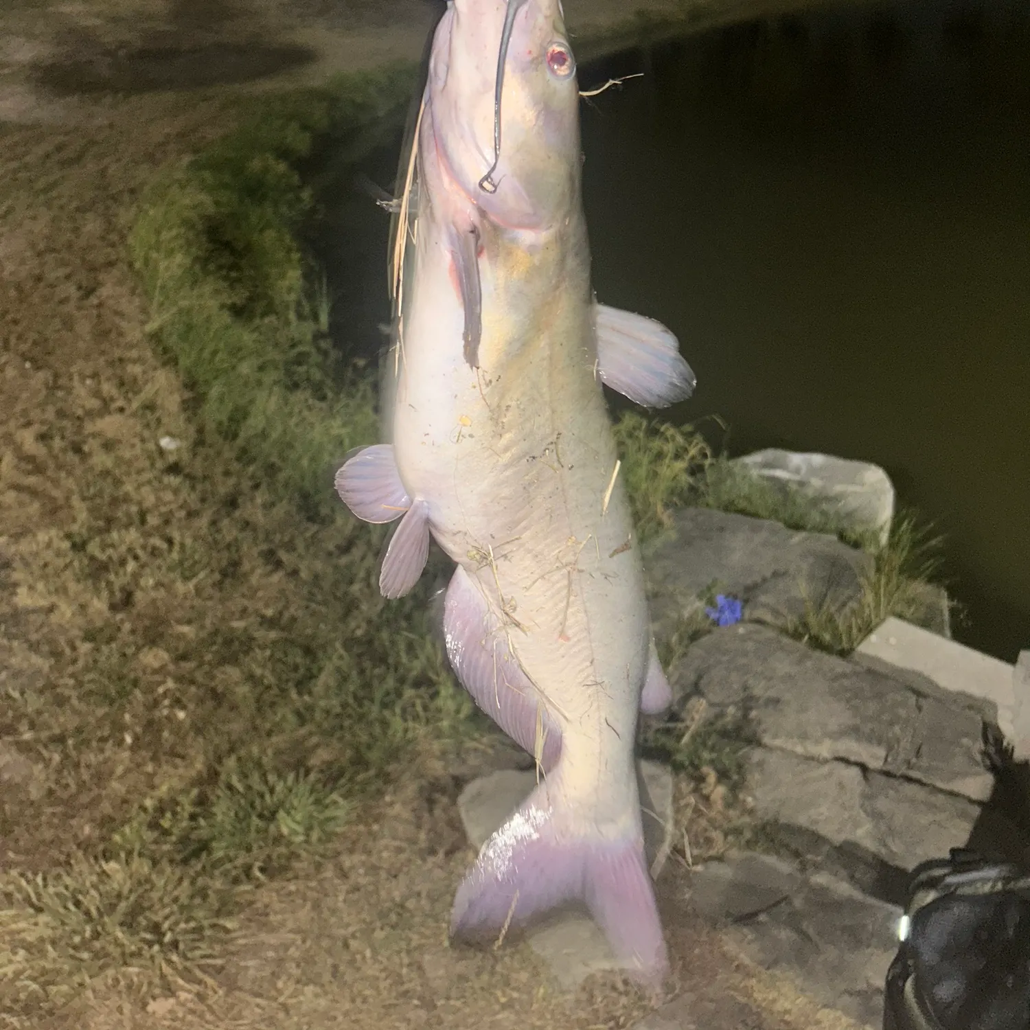 Channel catfish caught on Fishbrain