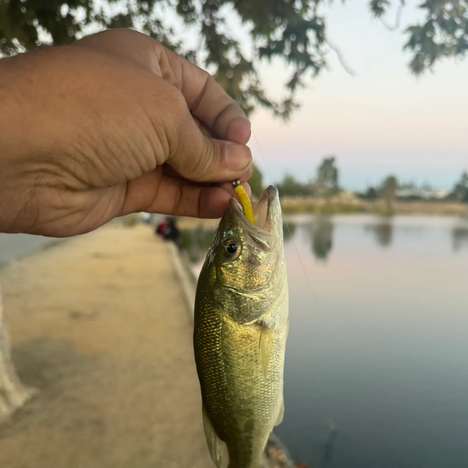catch