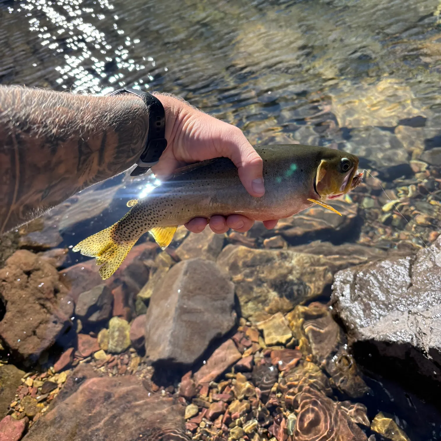 recently logged catches