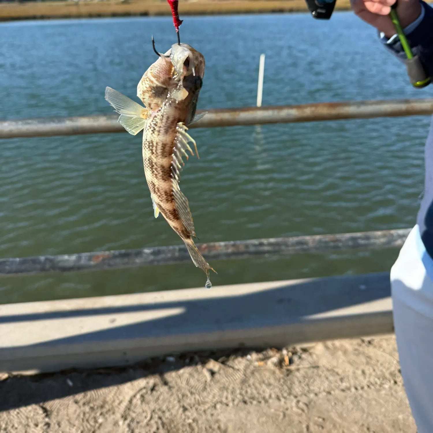 The most recent Bank sea bass catches on Fishbrain