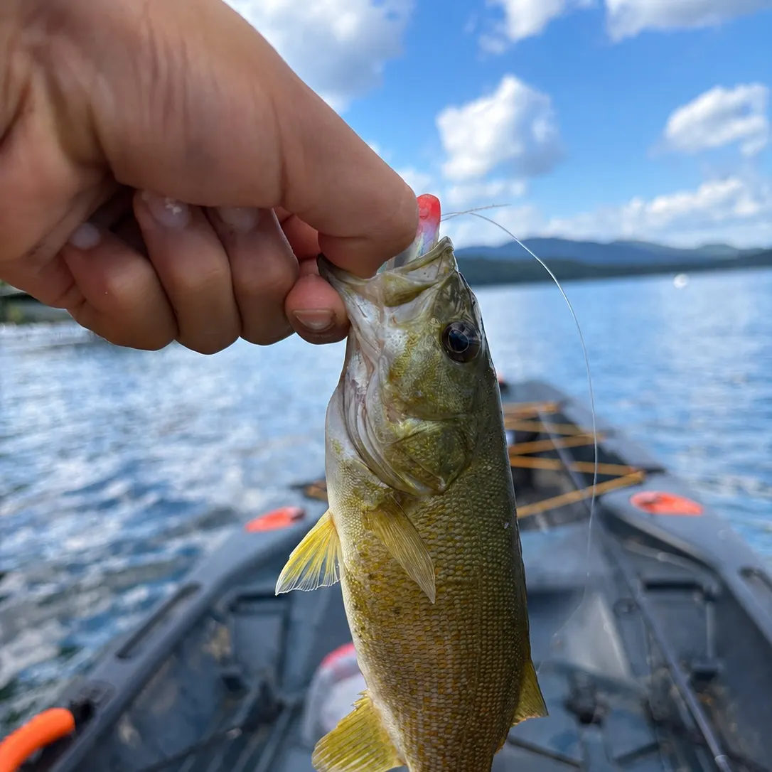 Smallmouth bass caught on Fishbrain