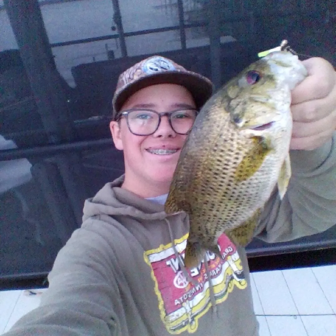 Rock bass caught on Fishbrain