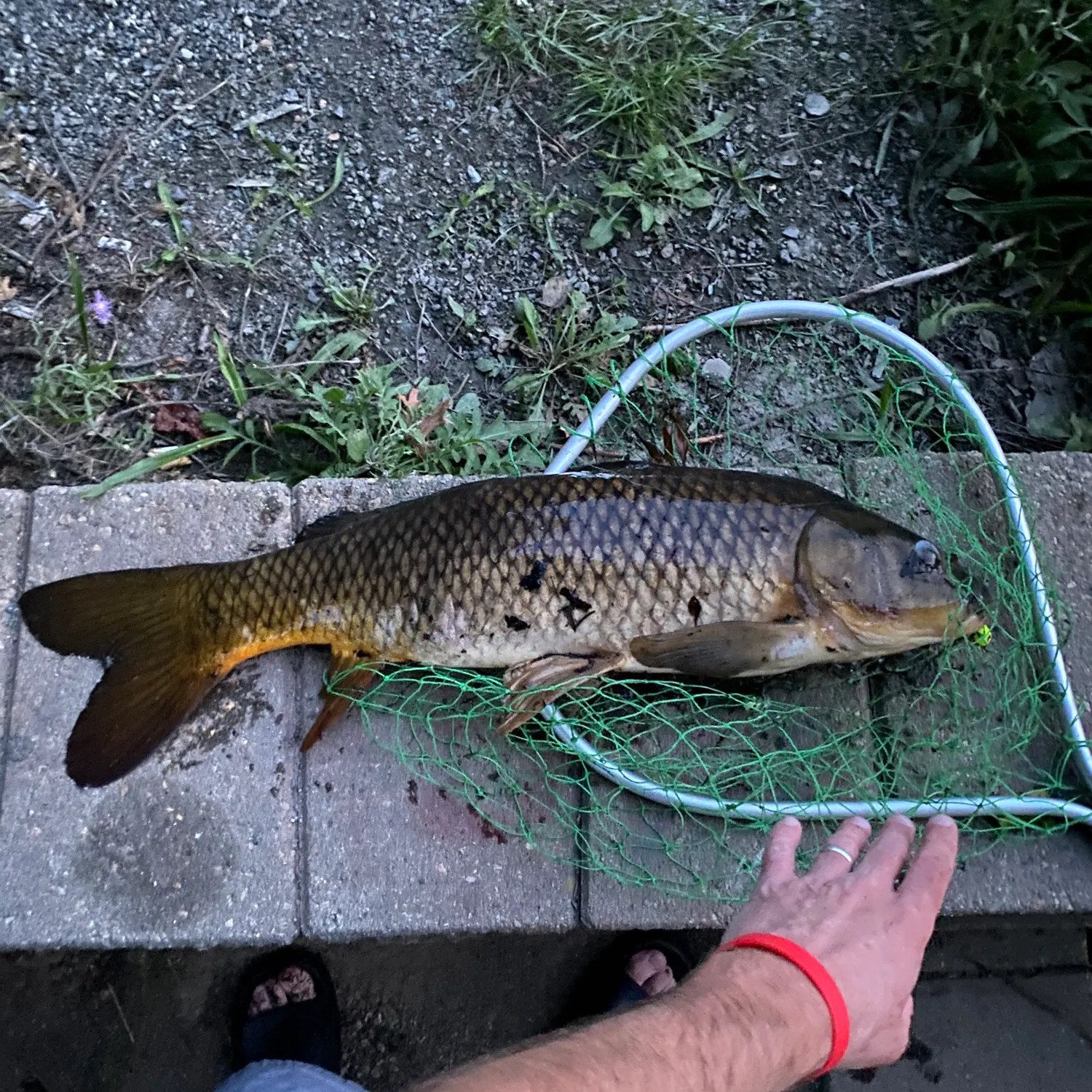 Common carp caught on Fishbrain