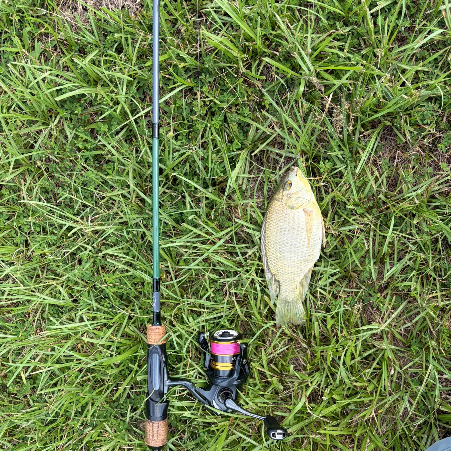 The most recent Blackchin tilapia catches on Fishbrain