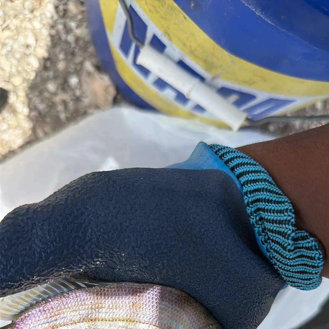 The most recent Pinfish catches on Fishbrain