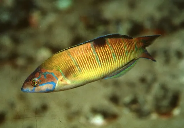 Ornate wrasse