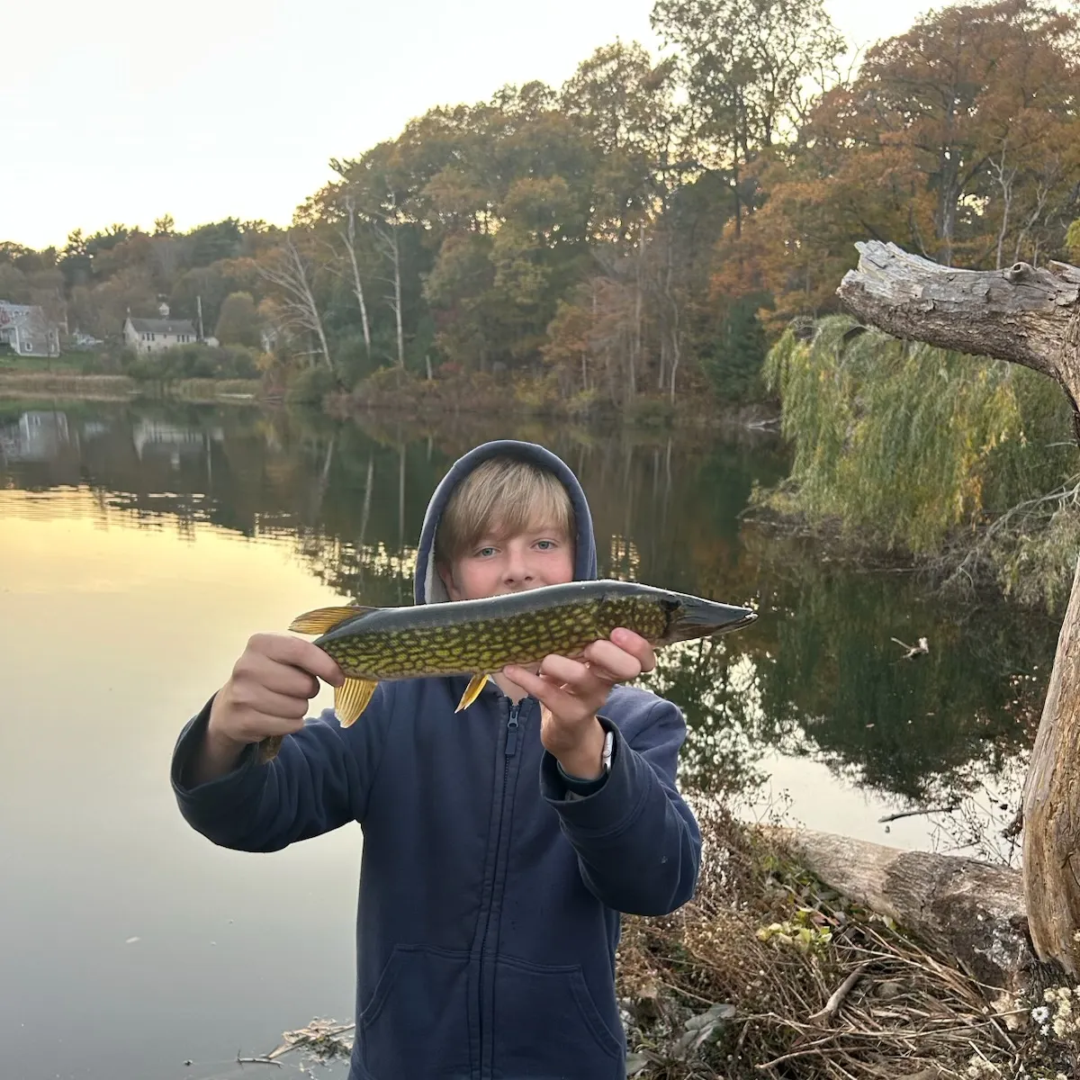 Chain pickerel caught on Fishbrain