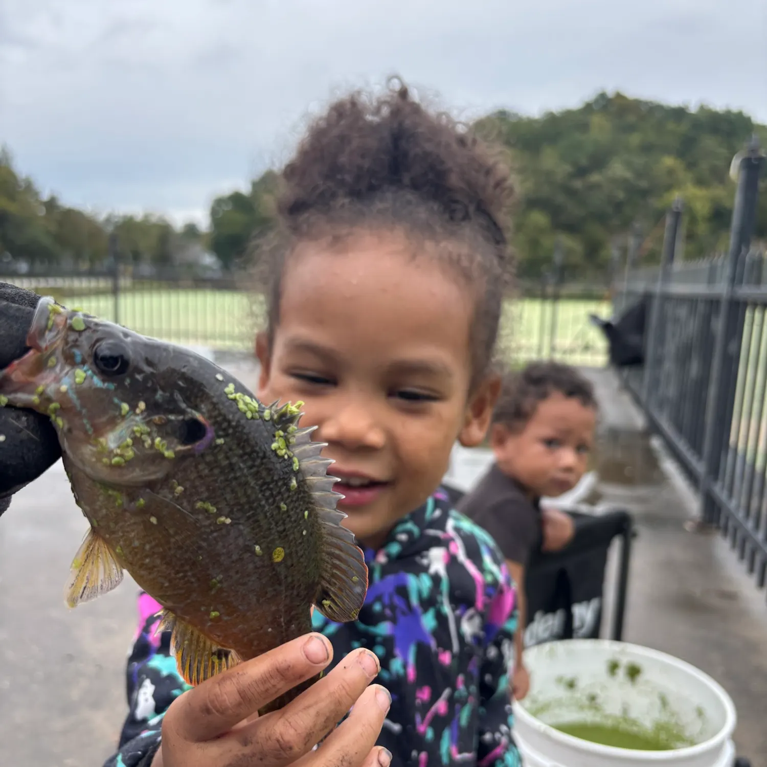 Green sunfish caught on Fishbrain