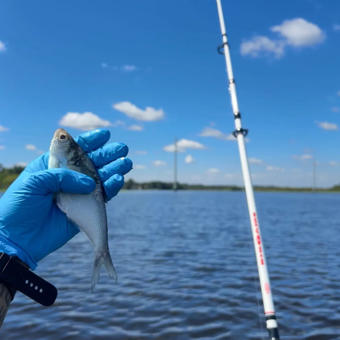 Hickory shad caught on Fishbrain